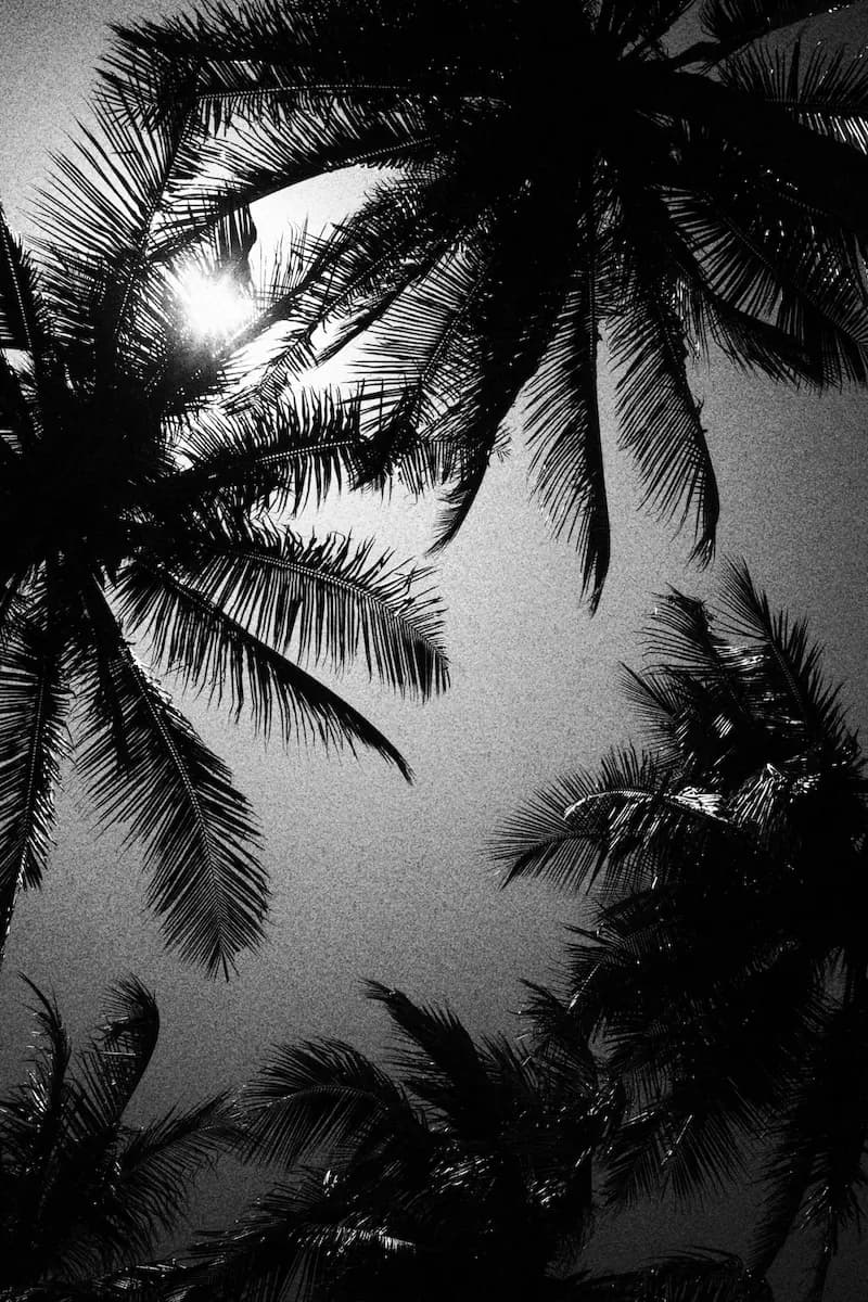 Footer Palms